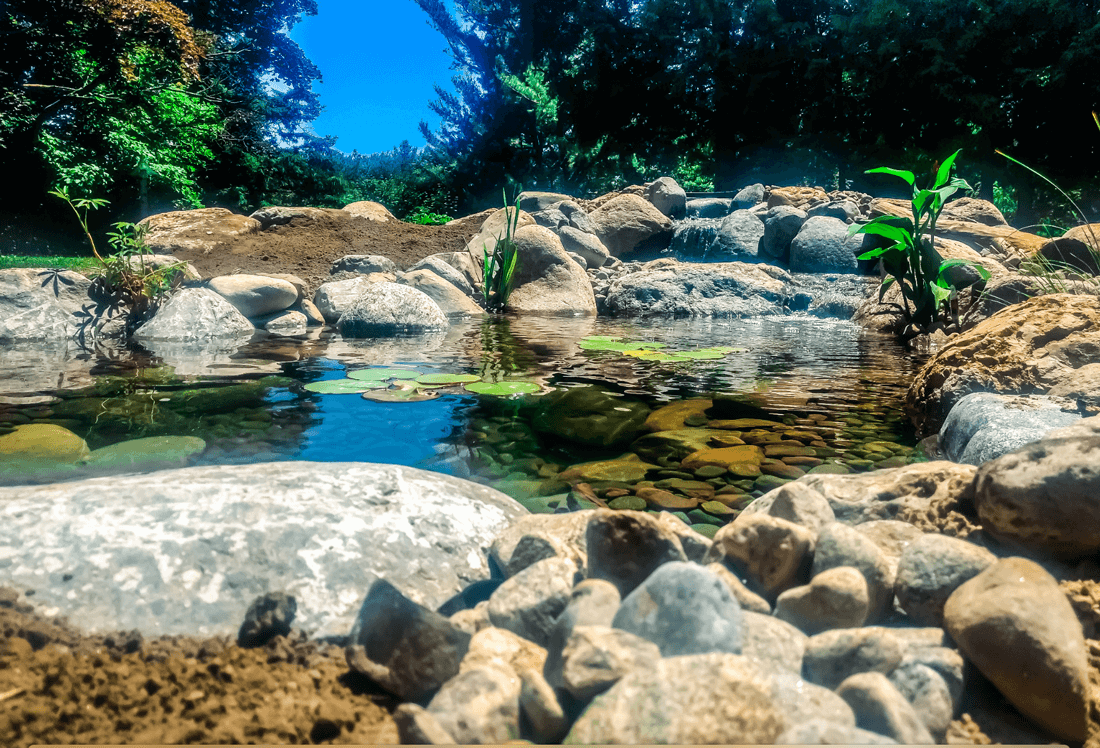 8' x 11' ecosystem pond.png