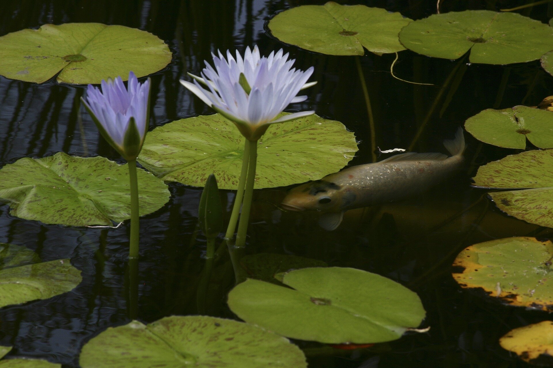 Lotus