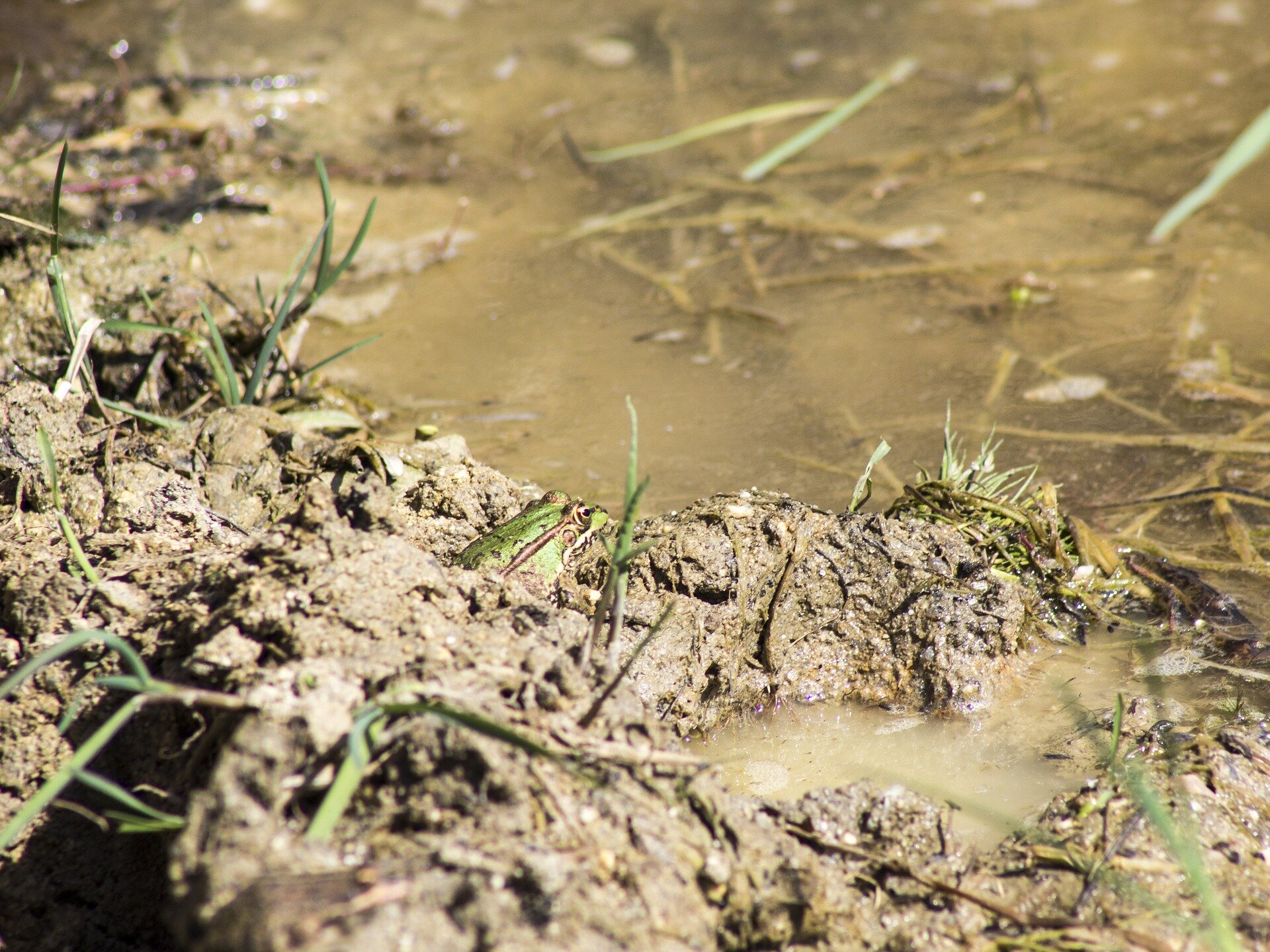 dirty pond .jpg