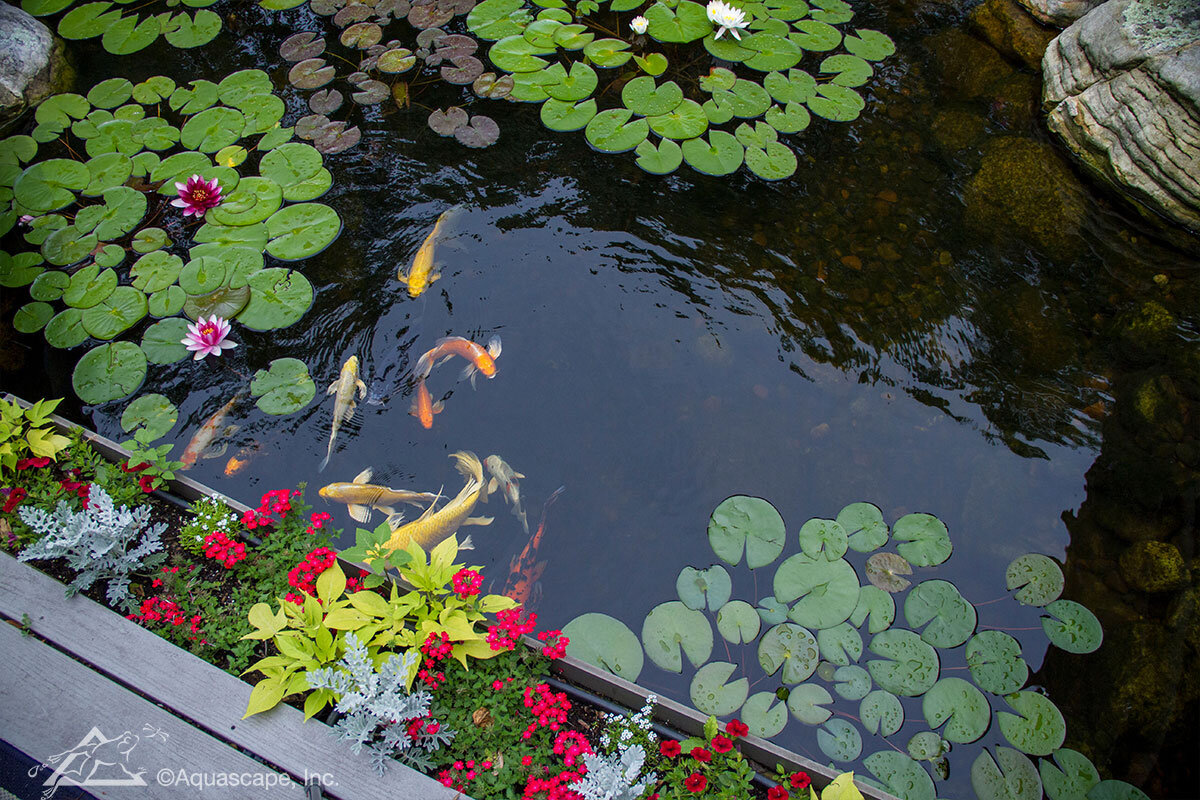 koi - ponds2.jpg - aquascape.jpg
