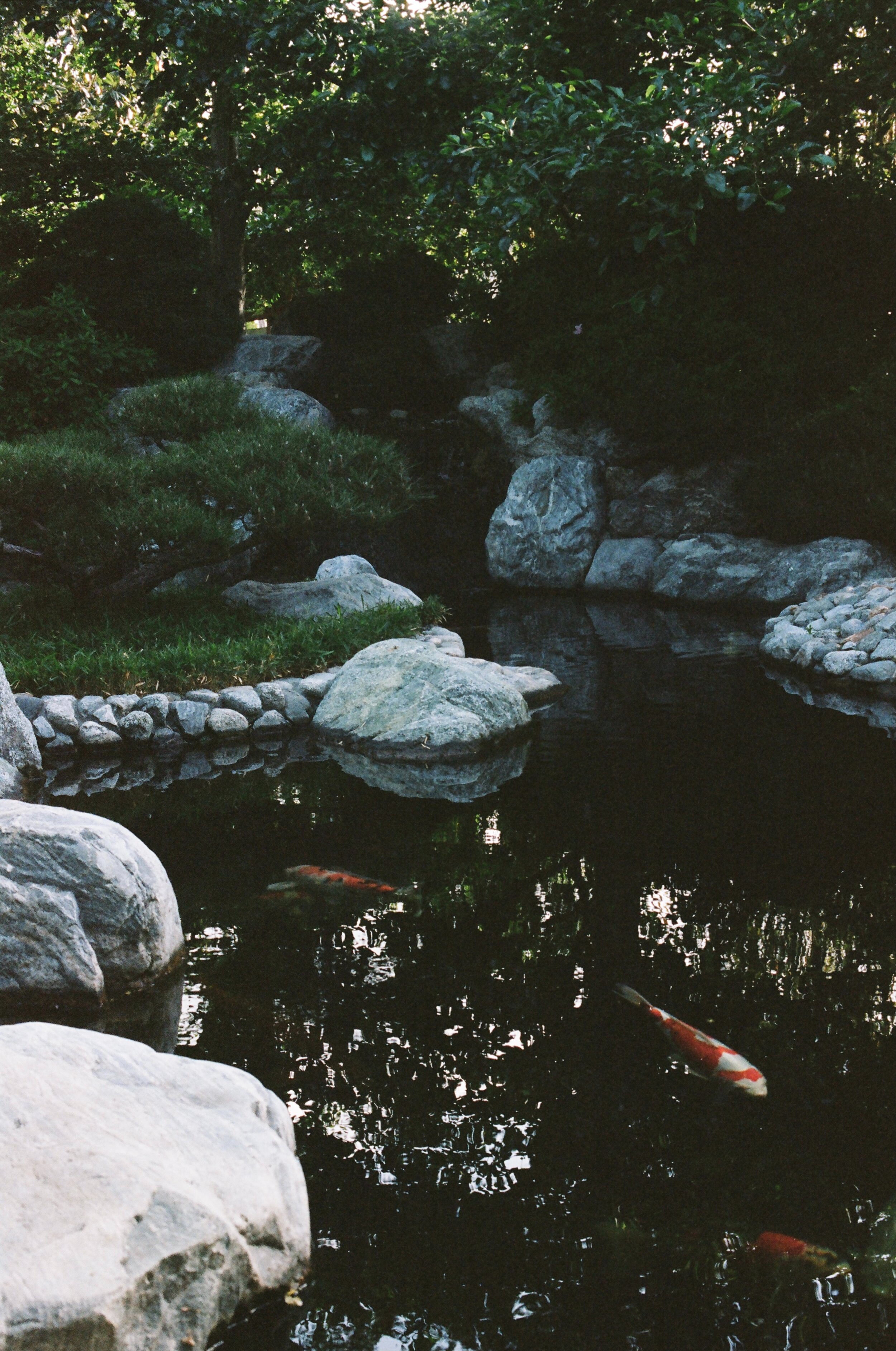 mark-neal-vkkIsvfbZNc-unsplash.jpg - koi.jpg