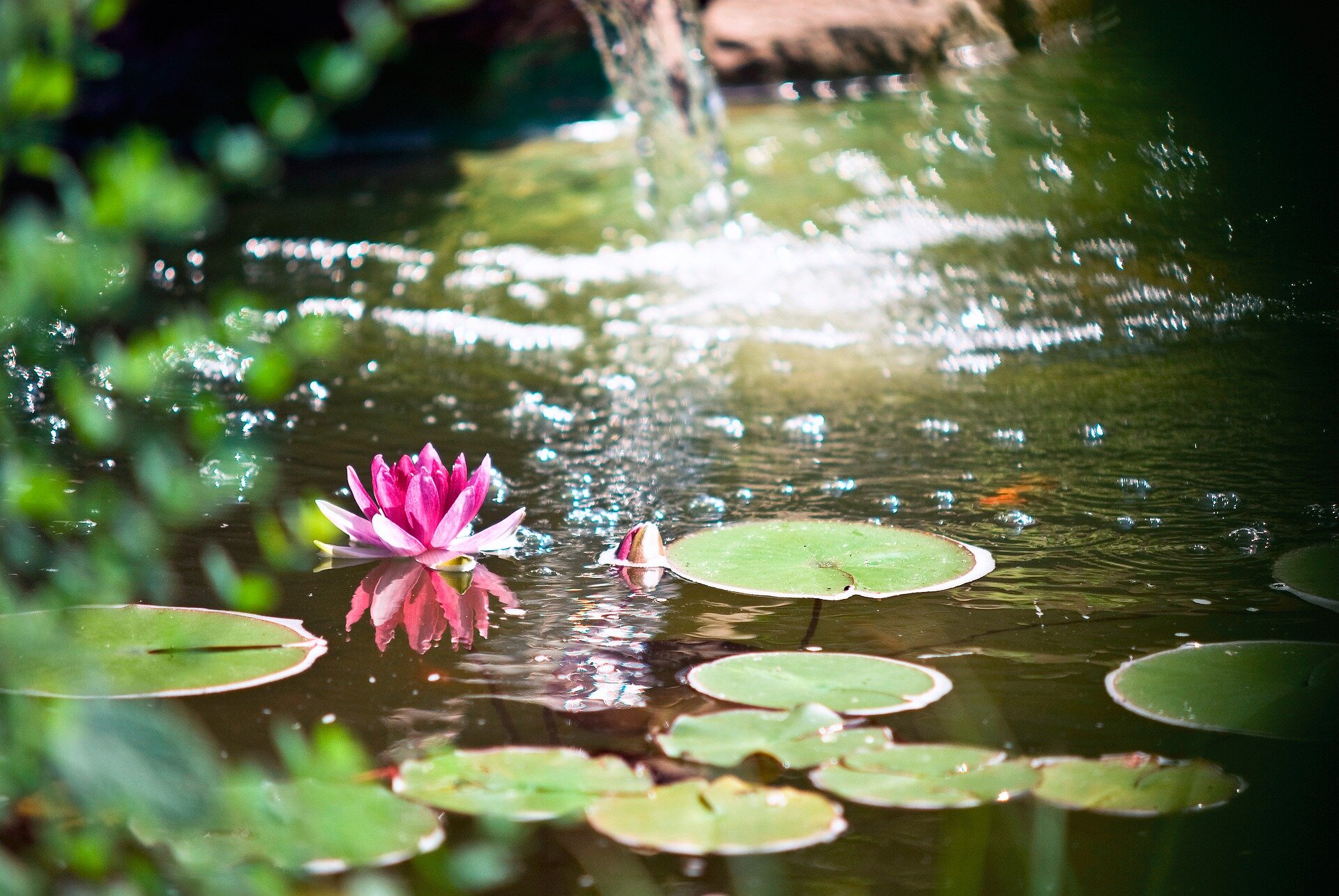 pond-5277409_1920.jpg