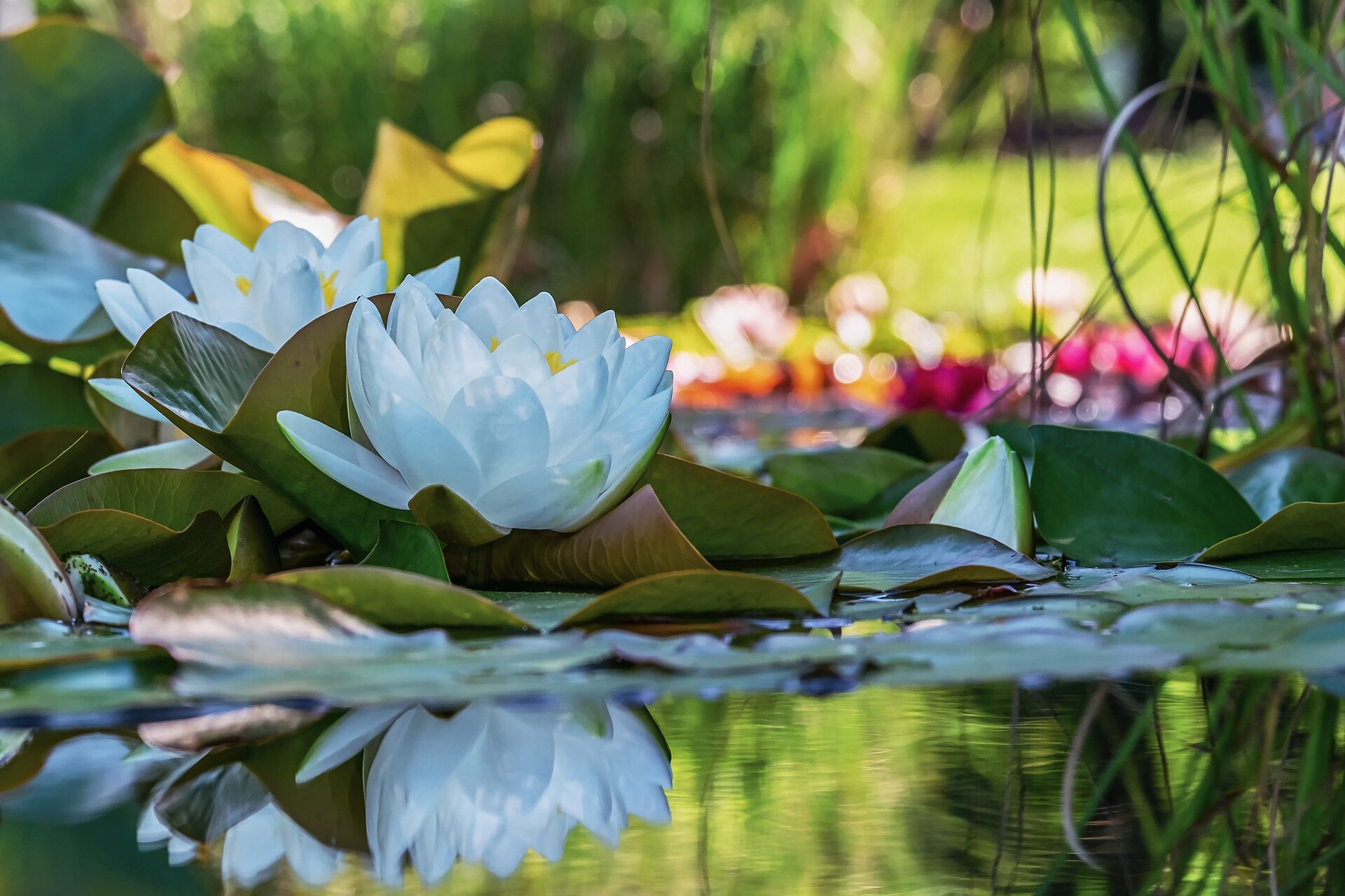 Water Lilly