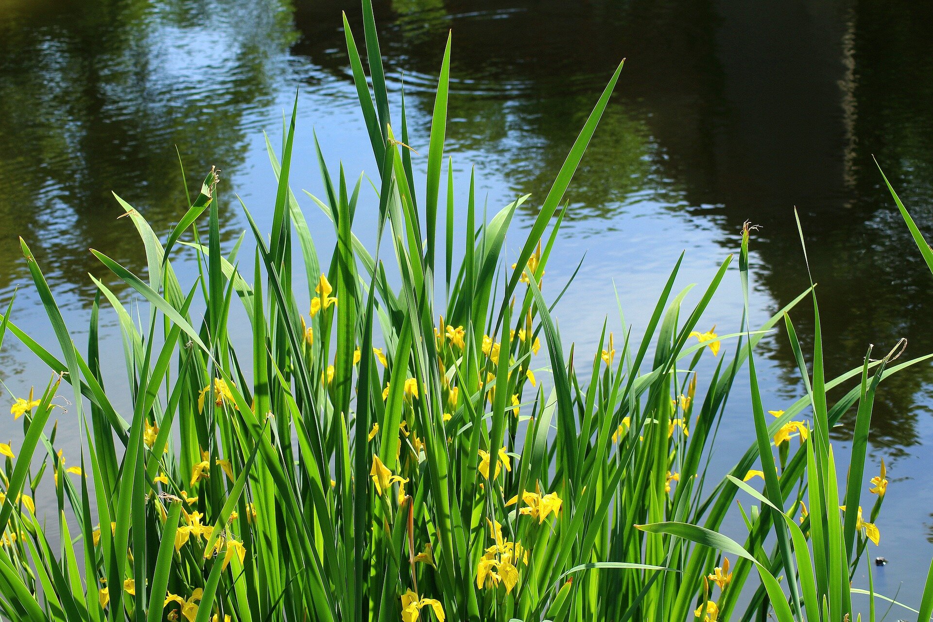 Iris